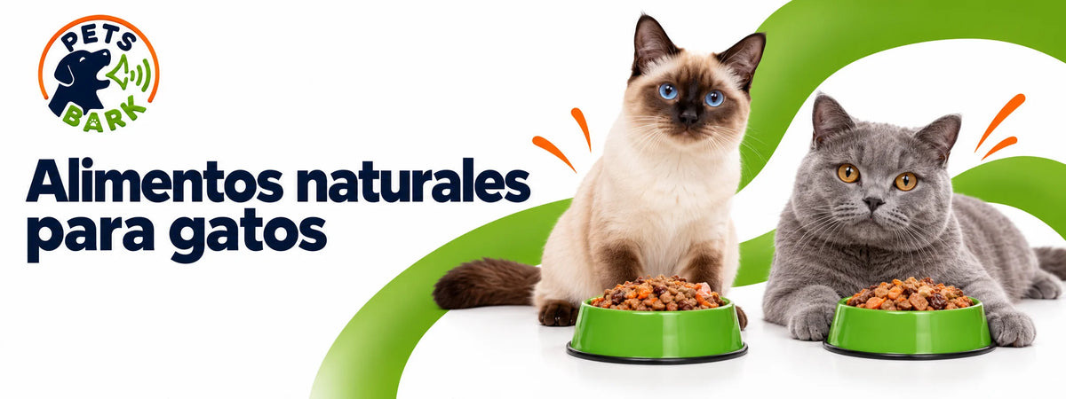 Gatos